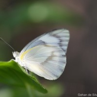 Appias libythea Fabricius, 1775